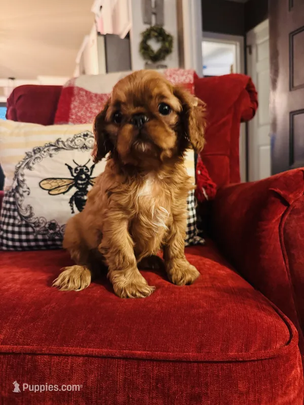 Sasha – English Toy Spaniel puppy for sale in Greenville, SC