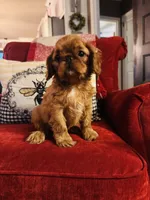 Sasha, a female English Toy Spaniel for sale in Greenville, SC – 1 of 10