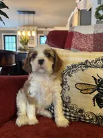 Henessey, a male Cavalier King Charles Spaniel for sale in Greenville, SC – 8 of 10
