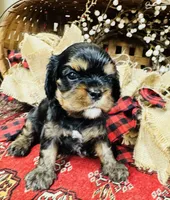 Ingrid, a female Cavalier King Charles Spaniel for sale in Greenville, SC – 2 of 10
