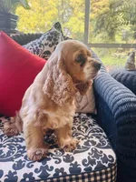 Heidi , a female Cocker Spaniel for sale in Greenville, SC – 5 of 9