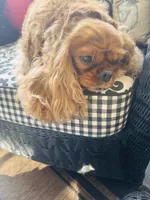 Ruby Tuesday, a female Cavalier King Charles Spaniel for sale in Greenville, SC – 8 of 10