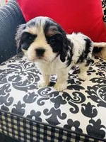 McCartney, a male Cavalier King Charles Spaniel for sale in Greenville, SC – 2 of 9