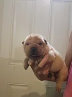 Apricot girl dark nose, a female Chinese Shar-Pei for sale in Atlanta, GA – 3 of 10