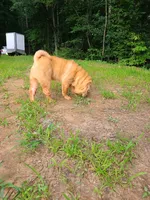 Lucy, a female Chinese Shar-Pei for sale in Atlanta, GA – 4 of 10