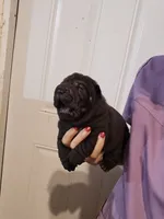 Satin black female , a female Chinese Shar-Pei for sale in Atlanta, GA – 8 of 10