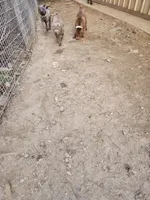 Lilac boy, a male Chinese Shar-Pei for sale in West Palm Beach, FL – Photo 7 of 10