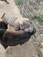 Lilac boy, a male Chinese Shar-Pei for sale in West Palm Beach, FL – Photo 9 of 10