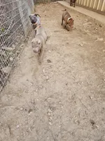 Lilac boy, a male Chinese Shar-Pei for sale in West Palm Beach, FL – Photo 8 of 10