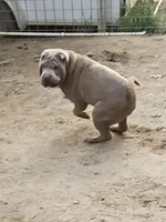 Lilac boy, a male Chinese Shar-Pei for sale in West Palm Beach, FL – Photo 2 of 10