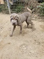 Lilac boy, a male Chinese Shar-Pei for sale in West Palm Beach, FL – Photo 3 of 10
