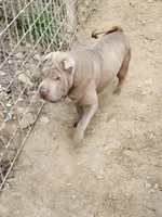 Lilac boy, a male Chinese Shar-Pei for sale in West Palm Beach, FL – Photo 6 of 10