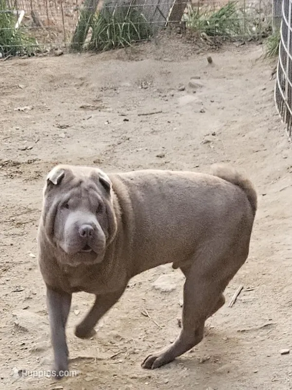 Lilac boy, a male Chinese Shar-Pei for sale in West Palm Beach, FL – Photo 1 of 10
