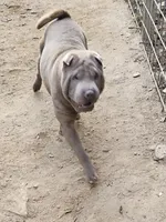 Lilac boy, a male Chinese Shar-Pei for sale in West Palm Beach, FL – Photo 5 of 10