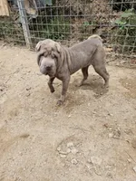 Lilac boy, a male Chinese Shar-Pei for sale in West Palm Beach, FL – Photo 4 of 10