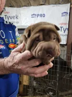 Chocolate dilute girl , a female Chinese Shar-Pei for sale in Ellijay, GA – Photo 6 of 10