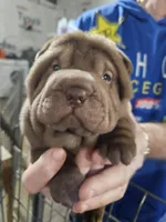 Chocolate dilute girl , a female Chinese Shar-Pei for sale in Ellijay, GA – Photo 2 of 10