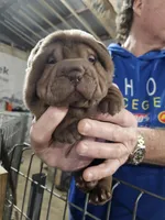 Chocolate dilute girl , a female Chinese Shar-Pei for sale in Ellijay, GA – Photo 9 of 10