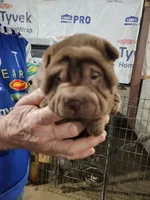 Chocolate dilute girl , a female Chinese Shar-Pei for sale in Ellijay, GA – Photo 8 of 10