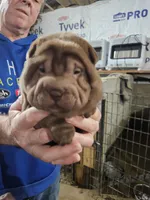 Chocolate dilute girl , a female Chinese Shar-Pei for sale in Ellijay, GA – Photo 7 of 10