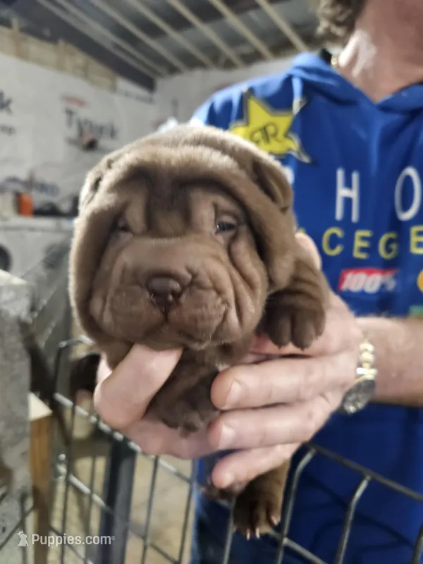 Chocolate dilute girl  – Chinese Shar-Pei puppy for sale in Ellijay, GA