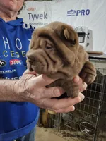 Chocolate dilute girl , a female Chinese Shar-Pei for sale in Ellijay, GA – Photo 5 of 10