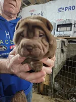 Chocolate dilute girl , a female Chinese Shar-Pei for sale in Ellijay, GA – Photo 3 of 10