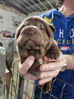Chocolate dilute girl , a female Chinese Shar-Pei for sale in Ellijay, GA – Photo 10 of 10