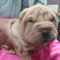 Cream apricot girl, a female Chinese Shar-Pei for sale in West Palm Beach, FL – Photo 1 of 6