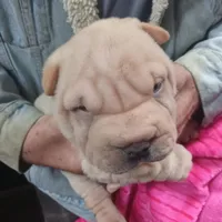 Cream apricot girl, a female Chinese Shar-Pei for sale in West Palm Beach, FL – Photo 4 of 6