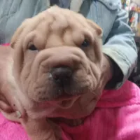 Cream apricot girl, a female Chinese Shar-Pei for sale in West Palm Beach, FL – Photo 3 of 6