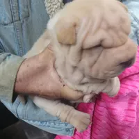 Cream apricot girl, a female Chinese Shar-Pei for sale in West Palm Beach, FL – Photo 5 of 6
