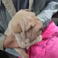 Cream apricot girl, a female Chinese Shar-Pei for sale in West Palm Beach, FL – Photo 6 of 6