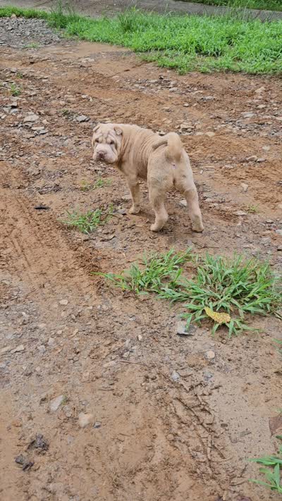 Albino champagne girl, a female Chinese Shar-Pei for sale in Atlanta, GA – 9 of 10