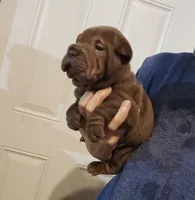 Chocolate dilute boy , a male Chinese Shar-Pei for sale in Atlanta, GA – 4 of 10