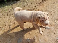 Albino champagne girl, a female Chinese Shar-Pei for sale in Atlanta, GA – 9 of 10