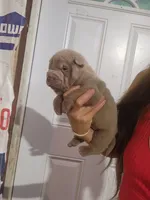Lilac female , a female Chinese Shar-Pei for sale in Atlanta, GA – 9 of 10