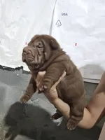 Chocolate dilute girl , a female Chinese Shar-Pei for sale in Atlanta, GA – 2 of 9