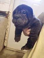 Satin black boy, a male Chinese Shar-Pei for sale in West Palm Beach, FL – Photo 10 of 10