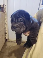 Satin black boy, a male Chinese Shar-Pei for sale in West Palm Beach, FL – Photo 7 of 10