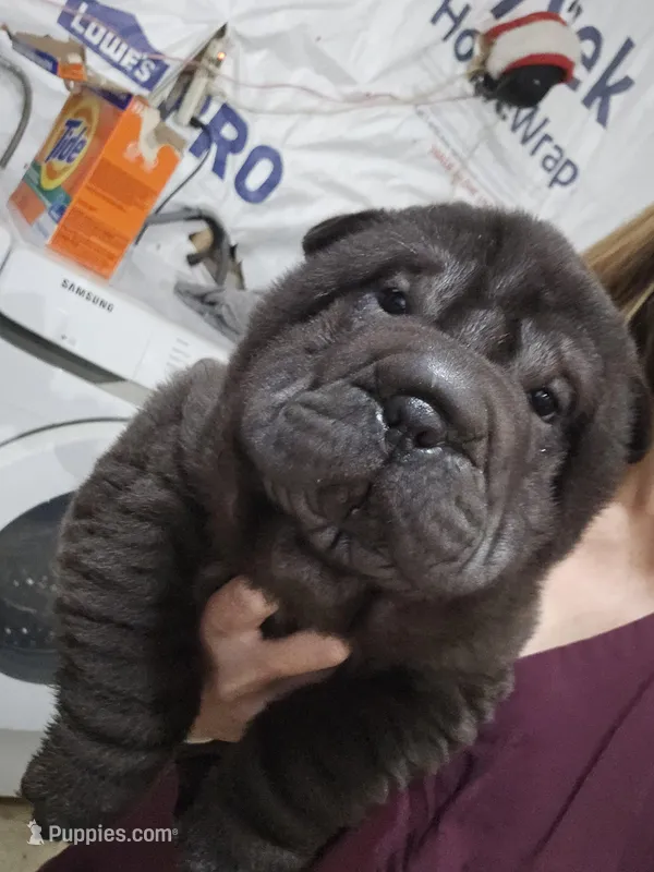 Satin black boy – Chinese Shar-Pei puppy for sale in West Palm Beach, FL
