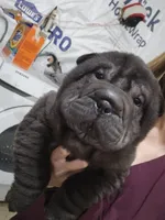 Satin black boy, a male Chinese Shar-Pei for sale in West Palm Beach, FL – Photo 1 of 10