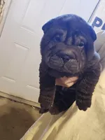 Satin black boy, a male Chinese Shar-Pei for sale in West Palm Beach, FL – Photo 6 of 10