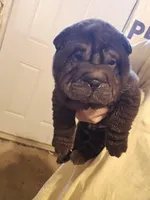 Satin black boy, a male Chinese Shar-Pei for sale in West Palm Beach, FL – Photo 5 of 10