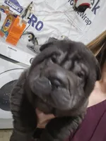 Satin black boy, a male Chinese Shar-Pei for sale in West Palm Beach, FL – Photo 9 of 10