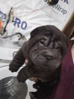 Satin black boy, a male Chinese Shar-Pei for sale in West Palm Beach, FL – Photo 4 of 10