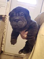 Satin black boy, a male Chinese Shar-Pei for sale in West Palm Beach, FL – Photo 3 of 10