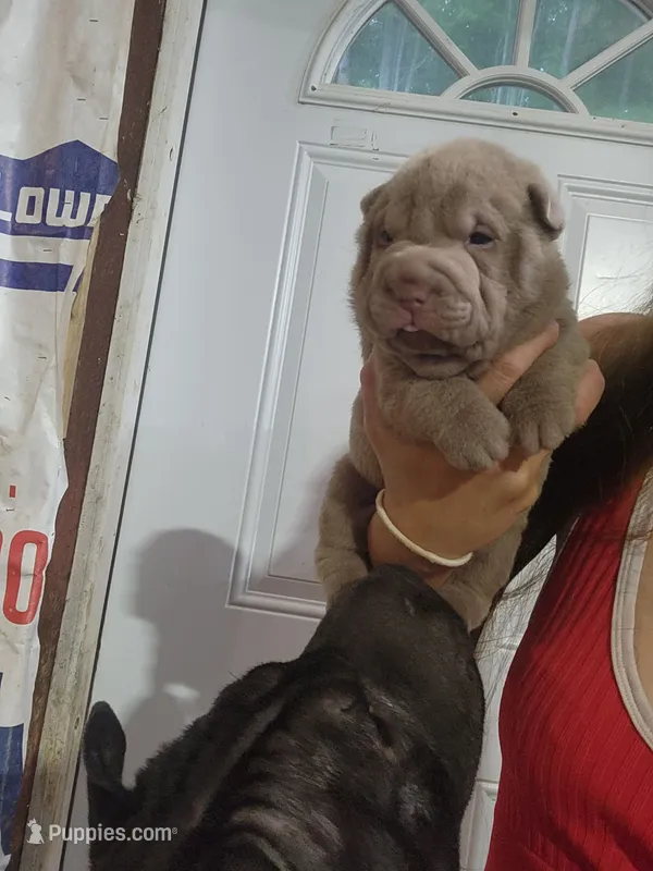 Lilac female  – Chinese Shar-Pei puppy for sale in Atlanta, GA