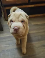 Albino cream girl, a female Chinese Shar-Pei for sale in Atlanta, GA – 10 of 10