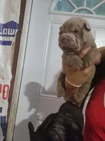 Lilac female , a female Chinese Shar-Pei for sale in Atlanta, GA – 7 of 10